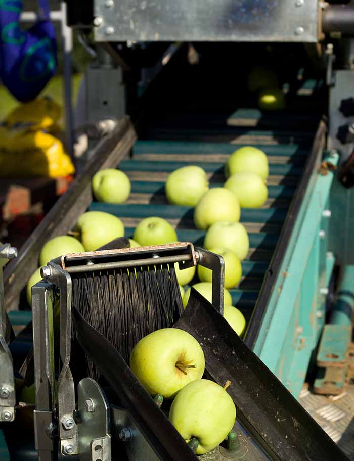 sedis-img-legumes-fruits SEDIS industrie agroalimentaire fruits et légumes